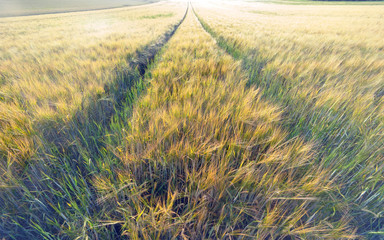 A rural field on the heights of the Swabian Alb