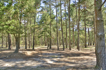 Bosque de pino marítimo