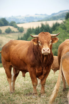 Animal ferme vache 34
