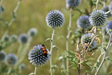 Obraz premium Beetle on prickly flower