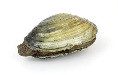 Single soft-shell clam from polluted mud flat © Bert Folsom