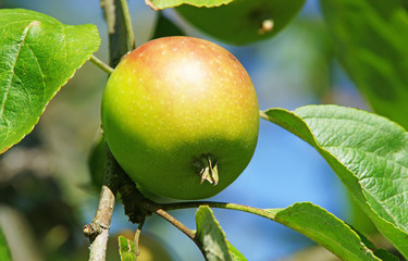Der Apfel im Sonnenlicht - Apple in the Sunlight