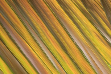 Obraz premium Palmenblätter