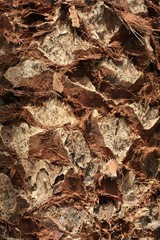 Palmenstamm