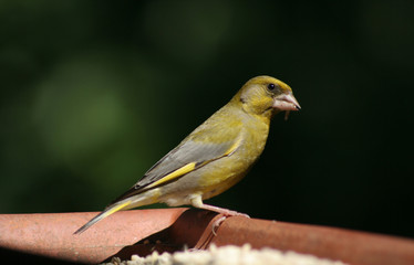 Ein Gr&uuml;nfink