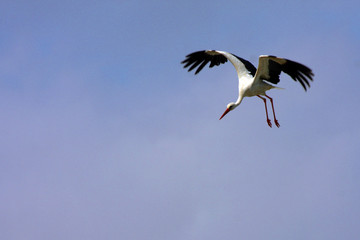 Storch
