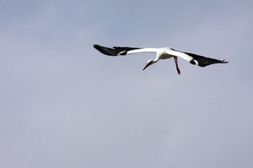 Storch