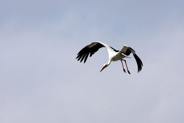 Storch