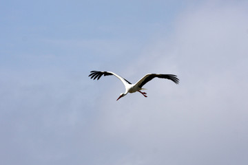 Storch