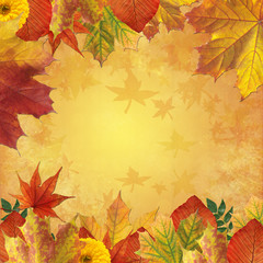 Background from colored fallen leafs with space for text