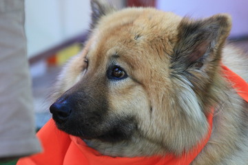 Eurasier
