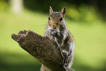 Eating squirrel