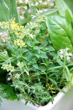 herbs