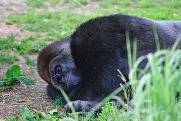 Gorille pendant la sieste.