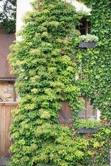 Kletterhortensie