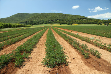 tomato field in Maremma region, Italy