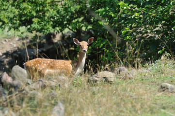 Fallow Deer