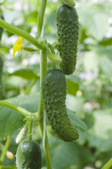 Growing cucumber in a greenhouse