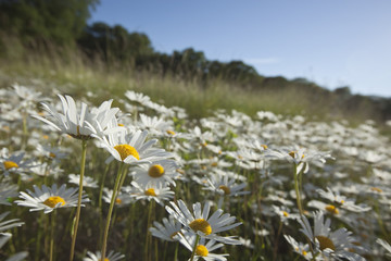 Field of daisies