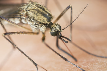 Extreme close-up of mosquito sucking blood.
