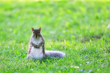 Ecureuil dans l'herbe.