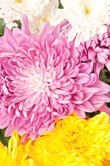 chrysanthemum