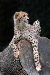 Gepard