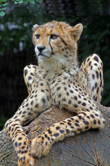 Gepard