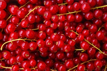 Johannisbeeren