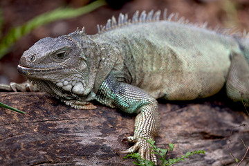 Obraz premium Rhinoceros Iguana (cyclura cornuta) for background use