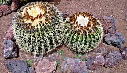cactus