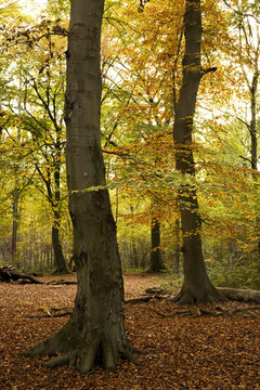 autumn forest