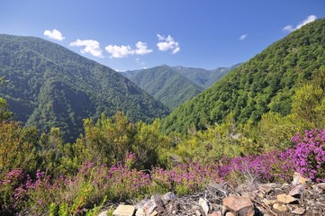 Reserva de Muniellos,Asturias,España