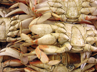Close up of the underside of San Francisco Dungeness Crabs