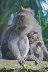 Naklejka na ściany i meble Long Tailed Macaque with Young