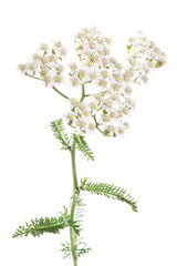 milfoil for herbal medicine © Andrei Rybachuk