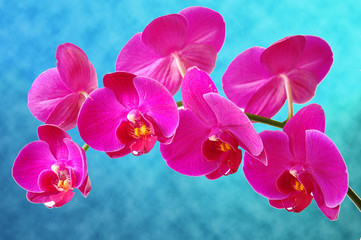 Pink orchid