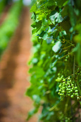 Vineyard rows in Germany