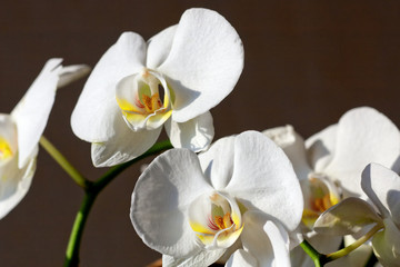 Obraz na płótnie Canvas Beautiful white orchid