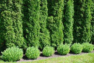 Thuja