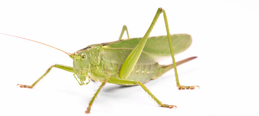 green locust