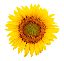 Sunflower isolated