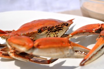 Crab on a Plate