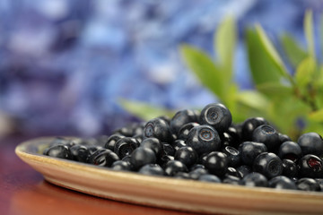 Blueberries. Shallow DOF