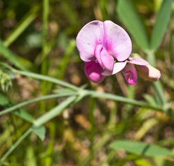 Roziers (Corrèze)