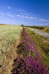 Fototapeta premium carretera y campo de cereal