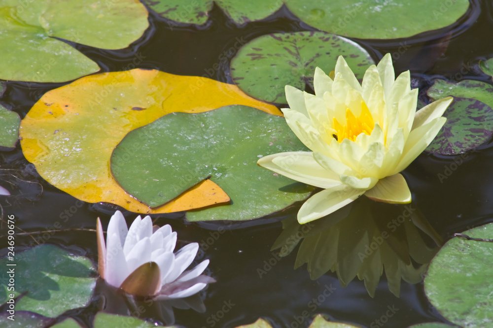 Canvas Prints Montpellier (Herault) - Fleurs de nénuphar