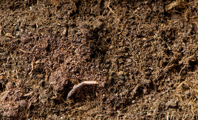 Close up of soil - can be used as background