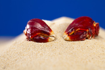 sea crab claws on sand pile deep blue background