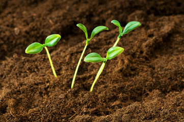 Green seedling illustrating concept of new life